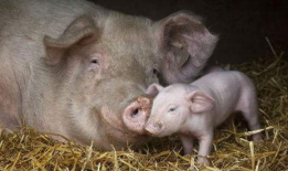 母猪配种视频,从选种到受孕的全程记录